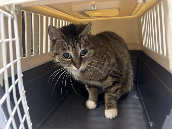 1020/25 Warszawa, ul. Łopuszańska