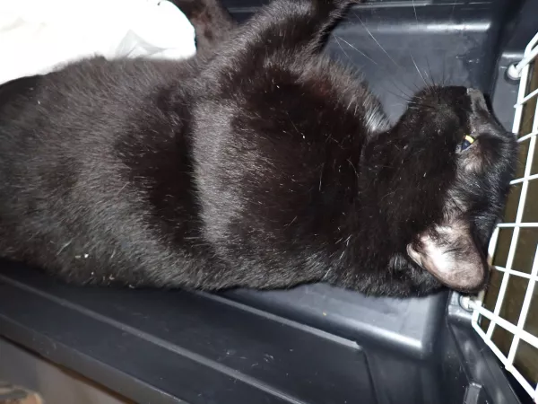 1021/25 Warszawa, ul. Dzielna