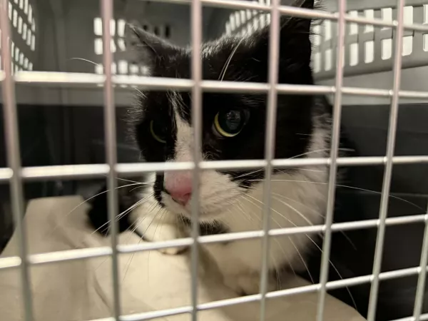 1025/25 Warszawa, ul. Krzyżanowskiego