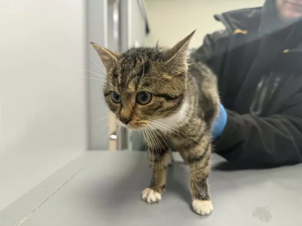 1026/25 Gmina Tarczyn, Rembertów, ul. Główna