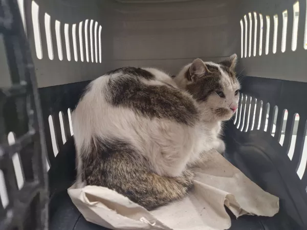 1028/25 Warszawa, ul. Przyczółkowa