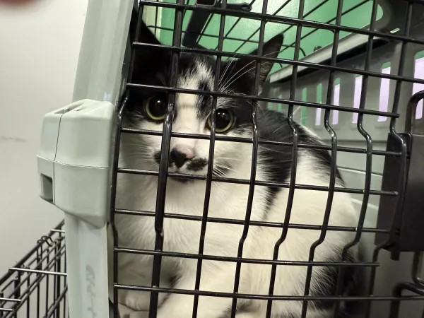 1029/25 Warszawa, ul. Sabały