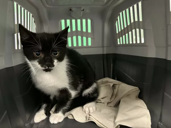 1030/25 Warszawa, ul. Sabały