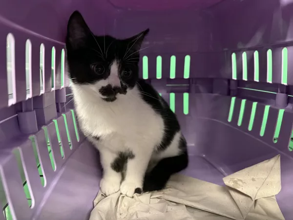 1031/25 Warszawa, ul. Sabały