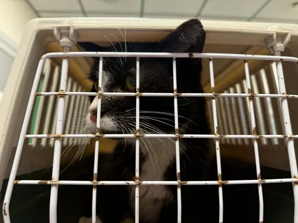 1032/25 Warszawa, ul. Wyspowa (lecznica)