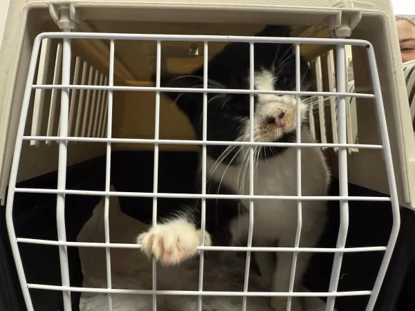 1033/25 Warszawa, ul. Przyczółkowa