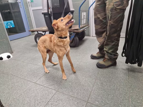 1054/25 Warszawa, ul. Dywizjonu AK Jeleń