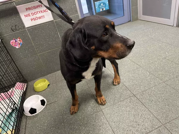 1056/25 Warszawa, ul. Białej koniczyny (lecznica)