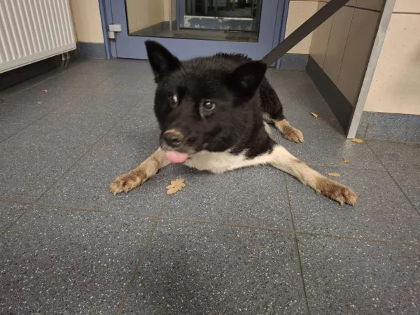 1075/25 Księżak gm. Tarczyn, ul. Katowicka