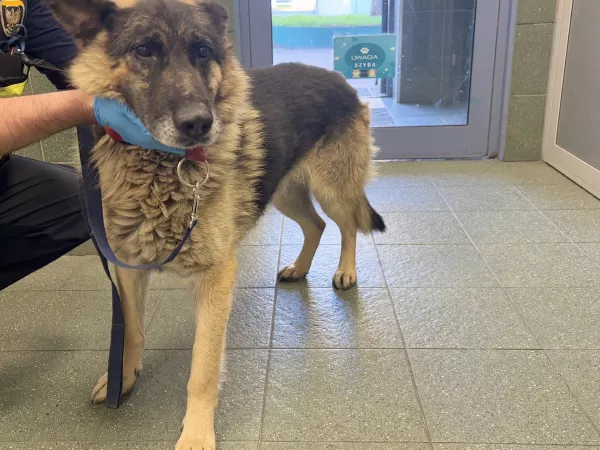 1082/25 Warszawa, ul. Chełmżyńska