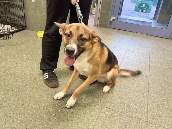 1083/25 Warszawa, ul. Siennicka