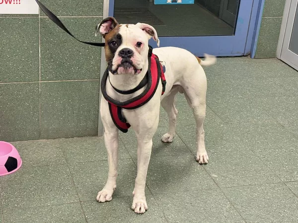 1099/25 Warszawa, ul. Minerska