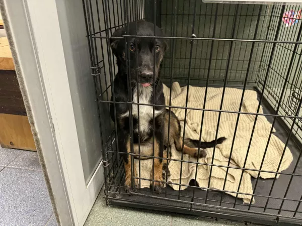 1103/25 Warszawa, ul. Czerniakowska