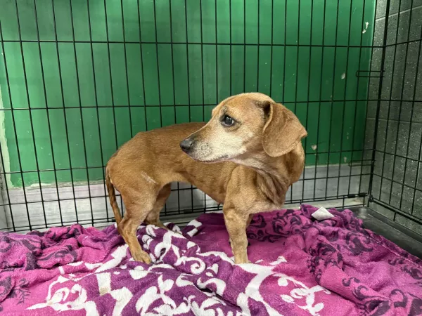 1105/25 Warszawa, ul. Koryncka