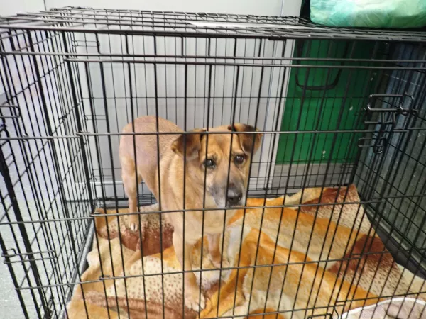 1118/25 Warszawa, ul. Handlowa