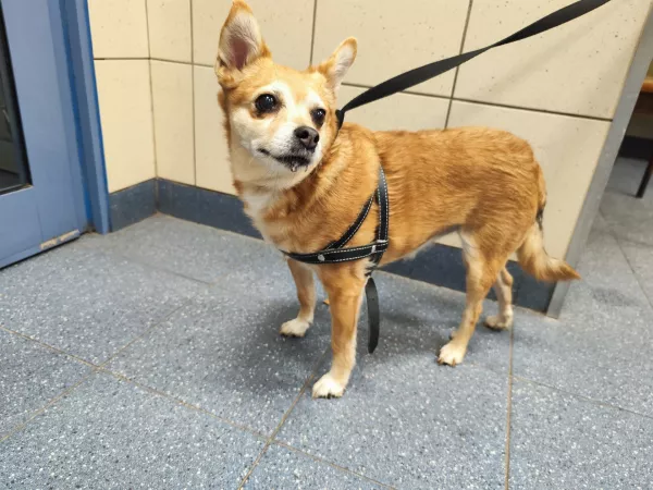 1123/25 Warszawa, ul. Krasiczyńska 