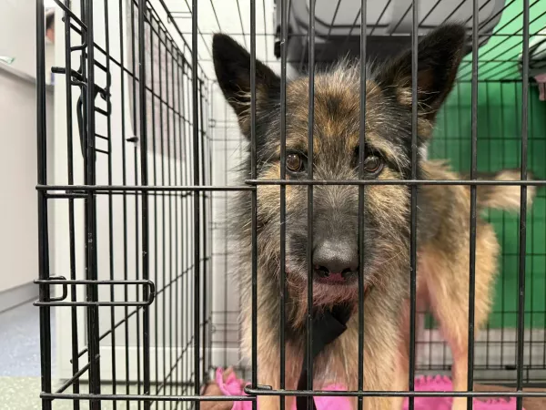 1156/25 Warszawa, Okęcie