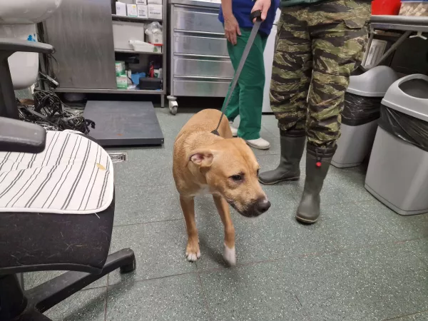 1168/25 Warszawa, ul. Brylowska