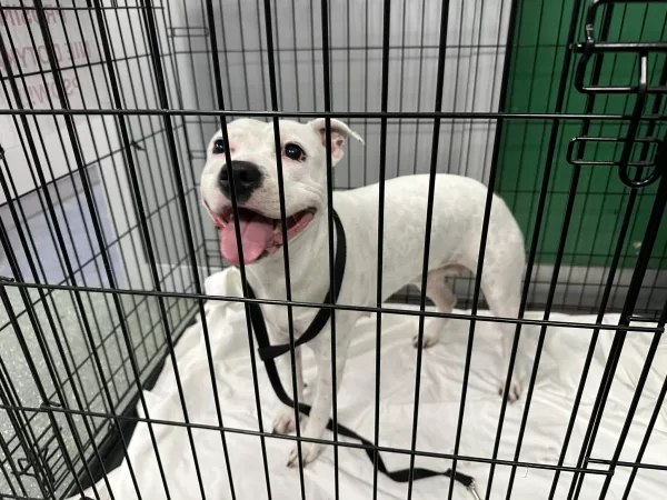 1170/25 Warszawa, ul. Płocka