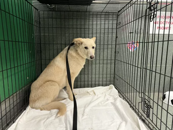 1171/25 Warszawa, ul. Bohaterów Warszawy (lecznica), Plac Tysiąclecia (znalezienie)