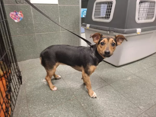 1184/25 Warszawa, ul. Żelazna