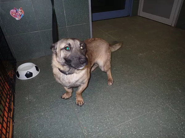 1187/25 Warszawa, ul. Palisadowa 