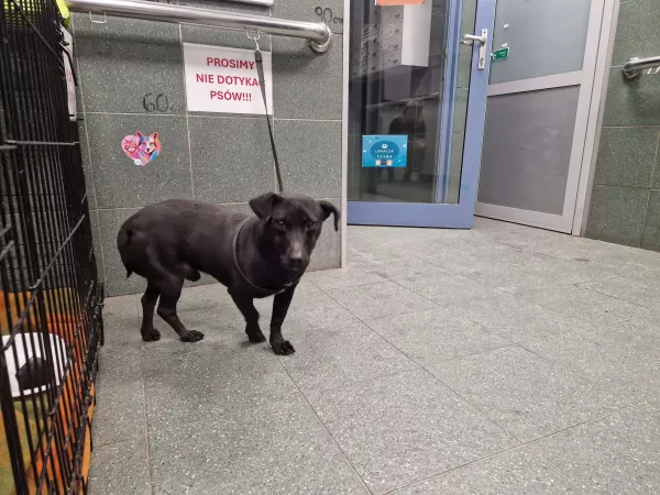 1189/25 Warszawa, ul. Kochanowskiego (lecznica)