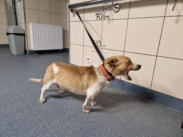 1190/25 Warszawa, ul. Modlińska (lecznica)