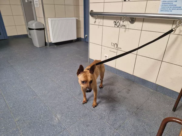 1191/25 Warszawa, ul. Kwiatowa