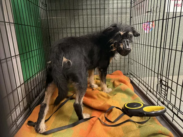 1196/25 Warszawa, Aleja Krakowska