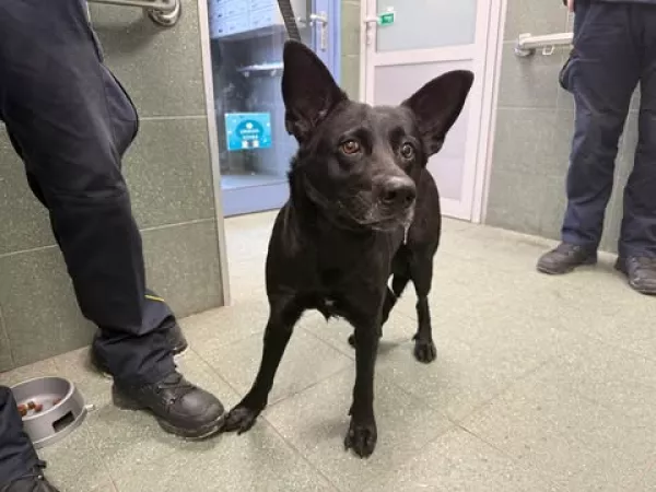 1207/25 Warszawa, ul. Leśnych zwierząt