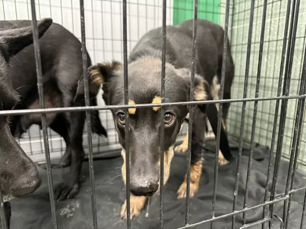 1208/25 Warszawa, ul. Leśnych zwierząt