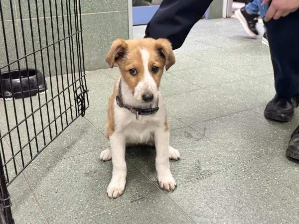 1219/25 Warszawa, ul. Pruszkowska