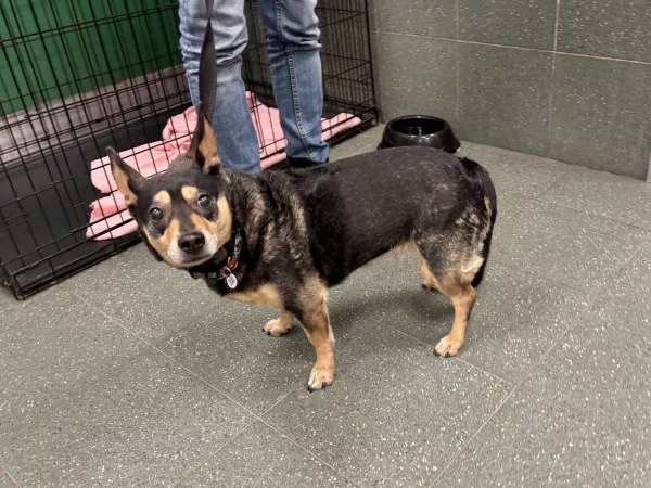 1220/25 Warszawa, ul. Łopuszańska