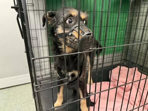 1223/25 Warszawa, ul. Krzyżanowskiego