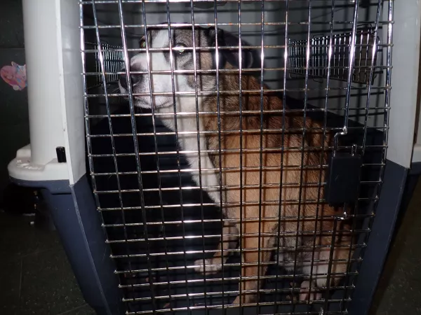 1224/25 Łomianki, ul. Rolnicza