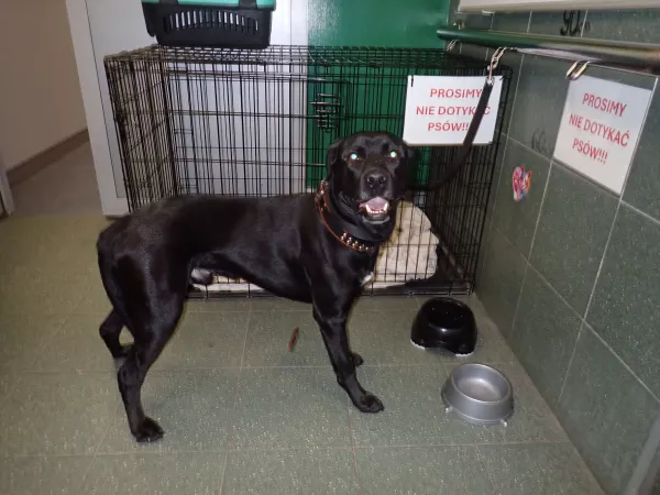 1226/25 Warszawa, ul. Płochocińska