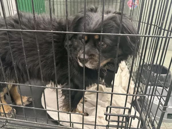 1228/25 Gmina Tarczyn, Janówek, ul. Modrzewiowa