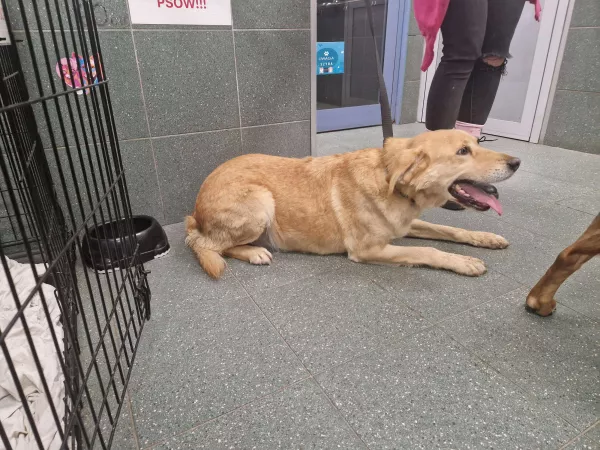 1230/25 Warszawa, ul. Patriotów