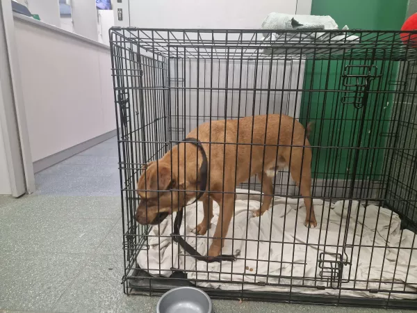 1231/25 Warszawa, ul. Patriotów