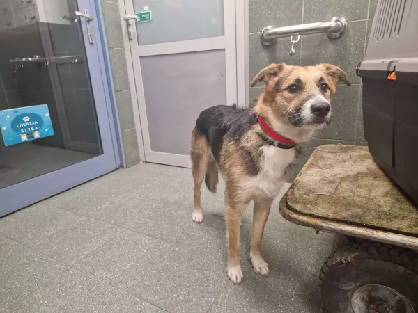 1232/25 Warszawa, ul. Przełęczy/Bartoszycka