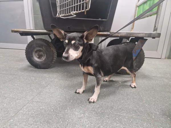 1232/25 Warszawa, ul. Spalska (odebrana), ul. Jaszowiecka (znaleziona)