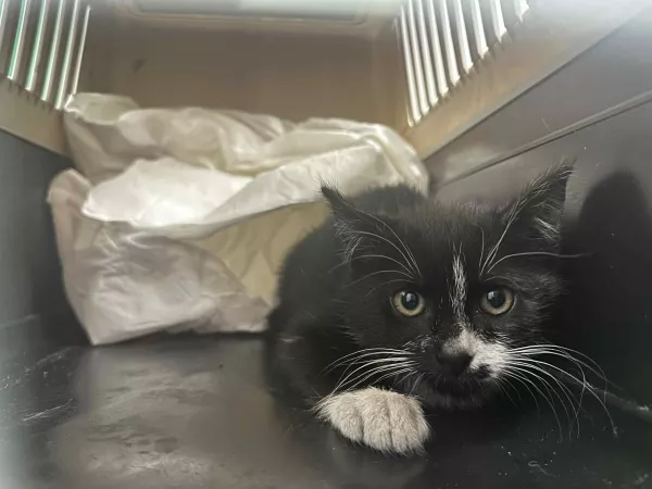 0886/25 Warszawa, ul. Dalanowska