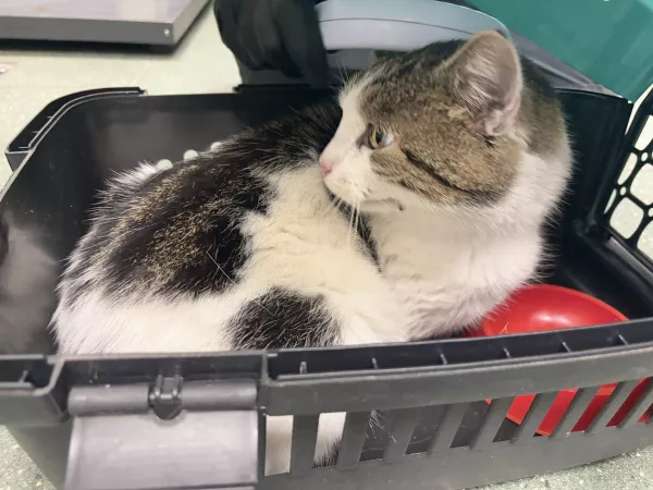 0888/25 Warszawa, ul. Malownicza