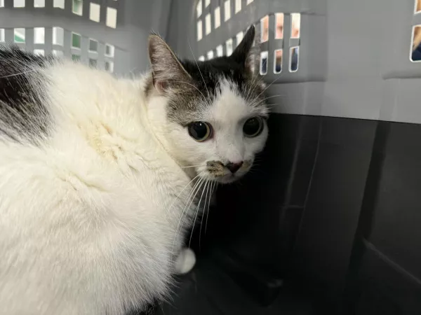 0902/25 Warszawa, ul. Gorlicka