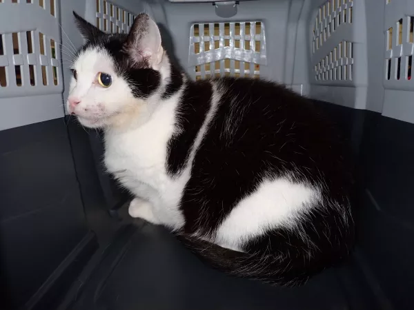 0904/25 Warszawa, ul. Książęca (lecznica), znaleziony ul. Sempołowskiej