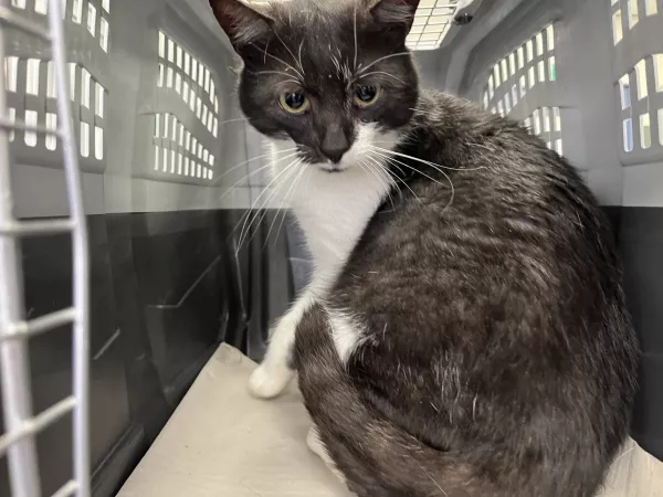 0906/25 Warszawa, ul. Szworeżerów