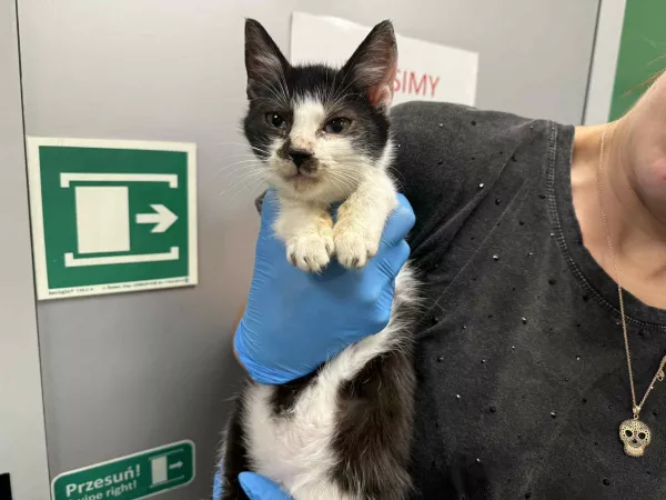 0912/25 Warszawa, ul. Idzikowskiego