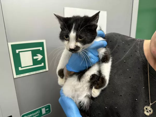 0913/25 Warszawa, ul. Idzikowskiego