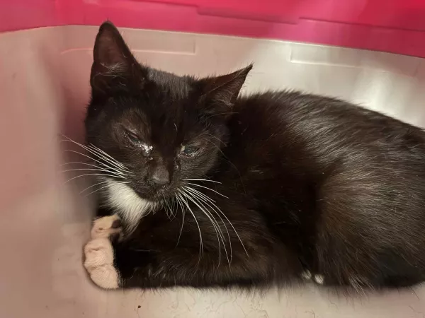 0914/25 Warszawa, ul. Idzikowskiego